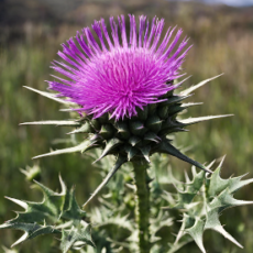 Ghepan Foods - Himalayan Milk Thistle - Heal liver issues with this Himalayan Marvel