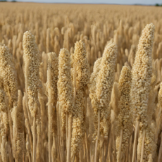 Ghepan Foods - Organic - Super Foods - Millet grains